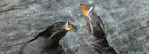 Rhinocerous Auklet