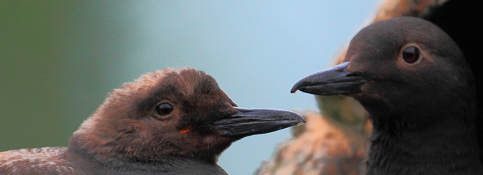 Sea Bird Aviary