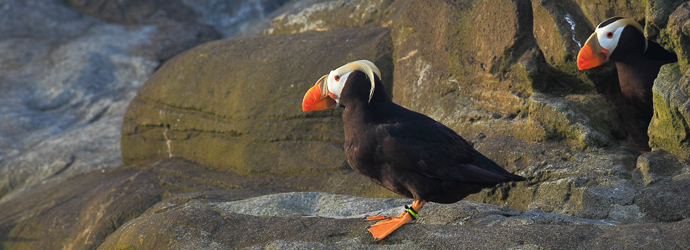 Sea Bird Aviary