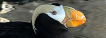 Tufted Puffin
