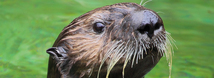 Sea Otters