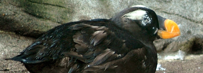 Tufted Puffin