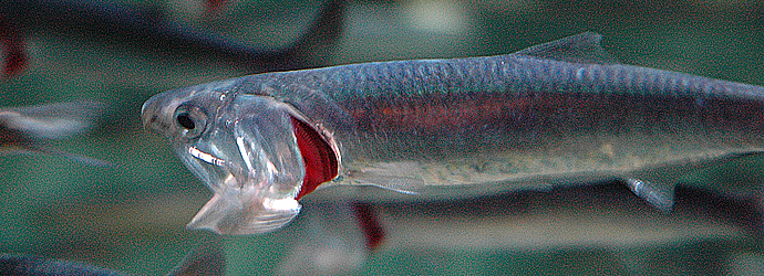 Aquatots: Swimming Schools of Fish