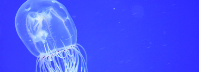 Aquatots: Jingle Bell Jellies