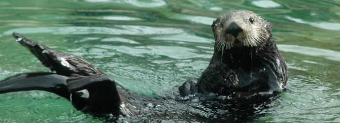 Aquatots: Outrageous Otters