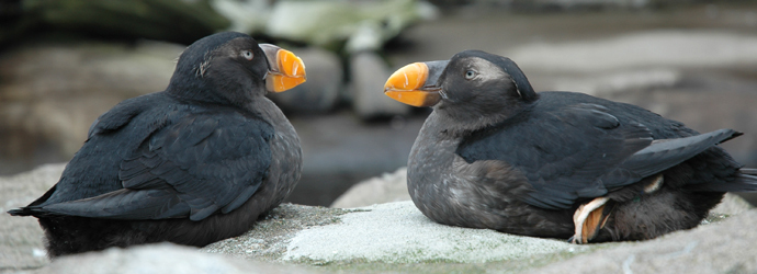 Aquatots: Fabulous Feathered Friends