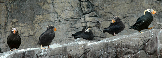 Tufted Puffin