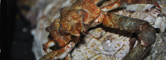 Aquatots: Creepy Crawly Crabs