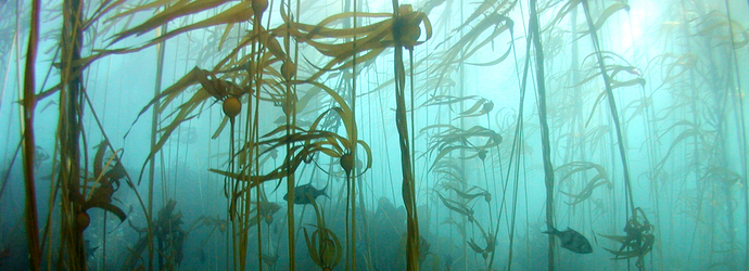Bull Kelp