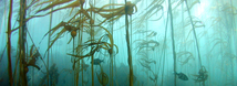Bull Kelp