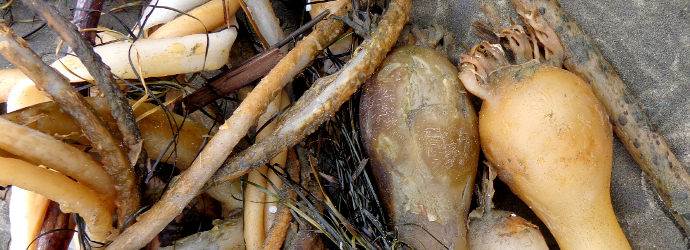 Bull Kelp