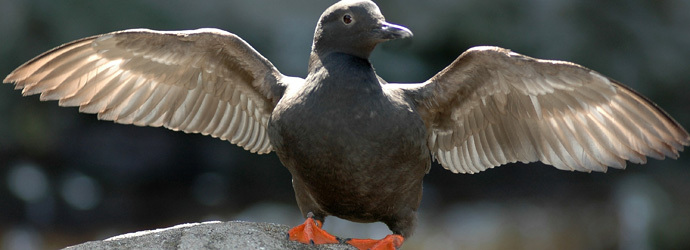 Pigeon Guillemot