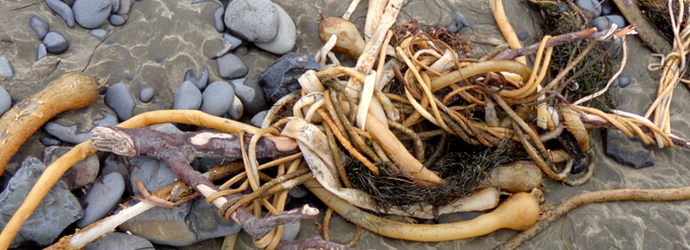 Bull Kelp