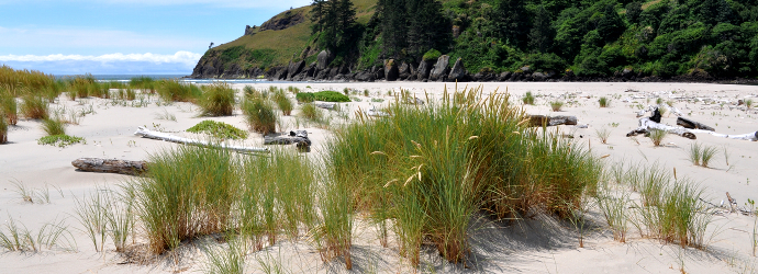 European Beach Grass