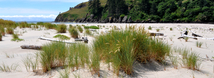 European Beach Grass