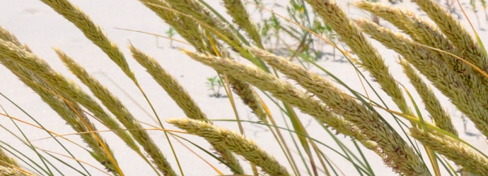 European Beach Grass