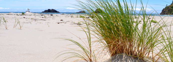 European Beach Grass