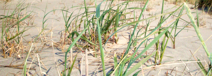 American Beach Grass