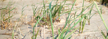 American Beach Grass