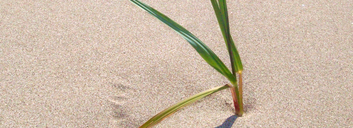 American Beach Grass