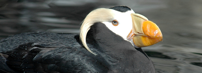 Preschool Day Camp: Puffin Parade