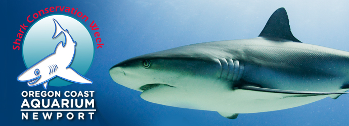 Shark Conservation Week