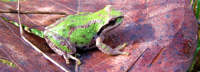 Pacific Tree Frog