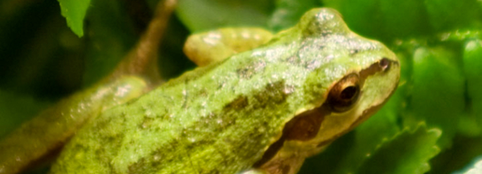 Pacific Tree Frog