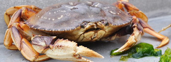 Edible Ocean Family Camp Out