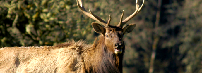 Roosevelt Elk