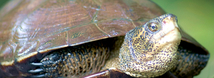 Western Pond Turtle