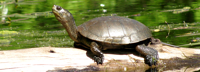 Western Pond Turtle