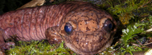 Giant Pacific Salamander