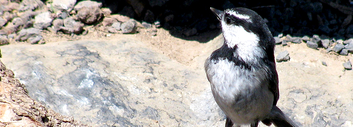 Mountain Chickadee