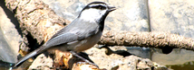 Mountain Chickadee