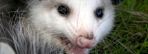 Opossum