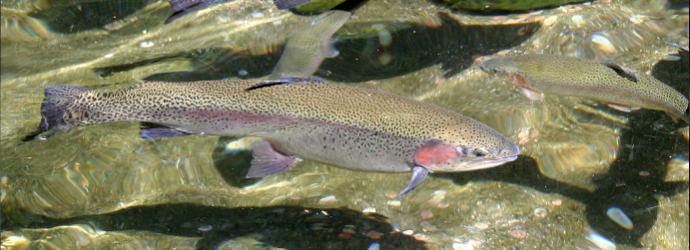Steelhead Trout