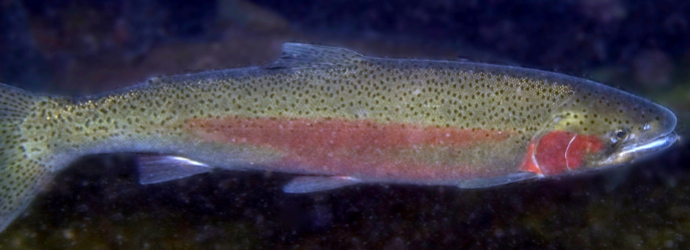 Steelhead Trout