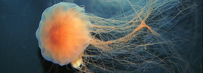 Lion's Mane Jellyfish