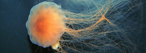 Lion's Mane Jellyfish
