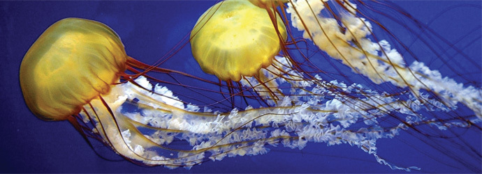 Pacific Sea Nettle