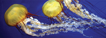 Pacific Sea Nettle