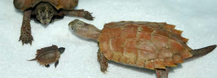 Turtle Song Wins Top Award