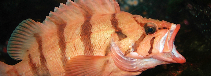 Tiger Rockfish