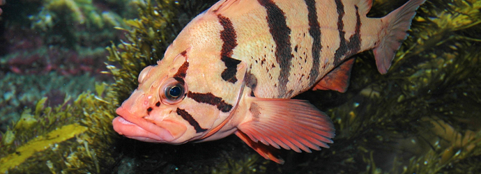 Tiger Rockfish