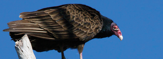 Turkey Vulture Habitat