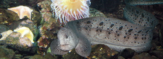 Wolf Eel