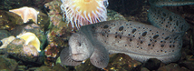 Wolf Eel
