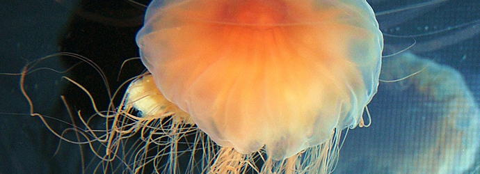 Lion's Mane Jellyfish