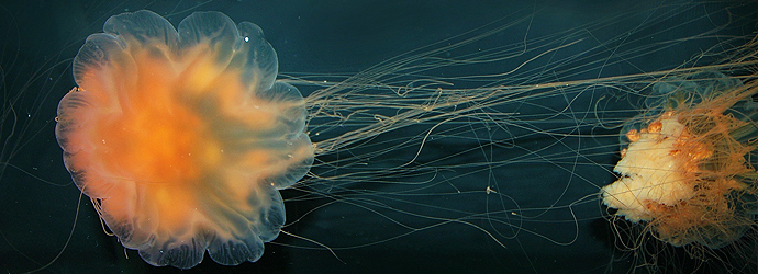Lion's Mane Jellyfish